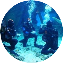 Бесплатный курс Deep Diving